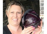 SPRAY FREE RED CABBAGE MEDIUM SIZE Each KATIKATI Grown